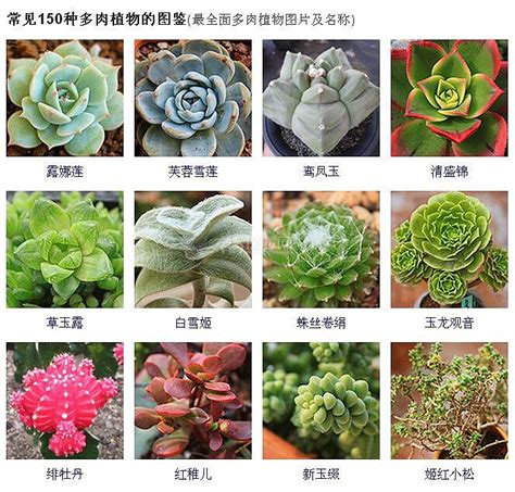 多肉植物名稱查詢|258种常见多肉图谱,1分钟认全